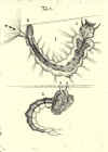 1691  Philippus Bonanni: Observationes circa viventia, quæ in rebus non viventibus reperientur: Cum micrographia curiosa