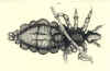 1691  Philippus Bonanni: Observationes circa viventia, quæ in rebus non viventibus reperientur: Cum micrographia curiosa