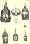 1685  Samuel Collins: A systeme of anatomy, treating of the body of man, beasts, birds, fish, insects and plants