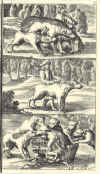 1682-89  Johann Tänzer: Der Dianen hohe und niedere Jagtgeheimniss, darinnen die gantze Jagt-Wissenschaft aussführlich zubefinden