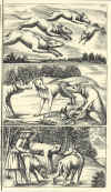 1682-89  Johann Tänzer: Der Dianen hohe und niedere Jagtgeheimniss, darinnen die gantze Jagt-Wissenschaft aussführlich zubefinden