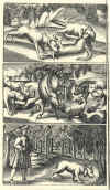 1682-89  Johann Tänzer: Der Dianen hohe und niedere Jagtgeheimniss, darinnen die gantze Jagt-Wissenschaft aussführlich zubefinden