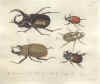 C.G. Jablonsky: Natursystem ... Insekten: Die Käfern. 10 tekst- & 10 tavlebind. 1785-1806 