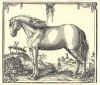 1624  Georg Engelhard Löhneyss: Della Cavalleria, das ist gründlicher und ausführlicher Bericht von allem was zu der löblichen Reuteren gehörig  Blandt hesteracerne ses den dengang europæisk berømte danske hest - Frederiksborghesten - nr. 5  i 2. række.