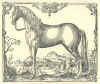 1624  Georg Engelhard Löhneyss: Della Cavalleria, das ist gründlicher und ausführlicher Bericht von allem was zu der löblichen Reuteren gehörig  Blandt hesteracerne ses den dengang europæisk berømte danske hest - Frederiksborghesten - nr. 5  i 2. række.