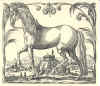 1624  Georg Engelhard Löhneyss: Della Cavalleria, das ist gründlicher und ausführlicher Bericht von allem was zu der löblichen Reuteren gehörig  Blandt hesteracerne ses den dengang europæisk berømte danske hest - Frederiksborghesten - nr. 5  i 2. række.