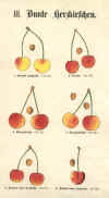 Pomologische Tafeln (udsnit) supplement til: Illustriertes Handbuch der Obstkunde (1859-83)