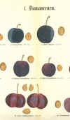 Pomologische Tafeln (udsnit) supplement til: Illustriertes Handbuch der Obstkunde (1859-83)