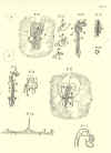 1686  Marcellus Malpighius: Opera omnia, figuris elegantissimis in æs incisis illustrata: tomis duobus comprehensa.