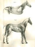 J.V. Neergaard: Læren om Hestens Exterieur 1837