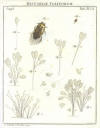 Augustus Iohannes Roesel von Rosenhof (1705-59) - Insecten-Belustigung 1746-61