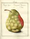 J.P. Mayer: Pomona Franconica (1776-1801)