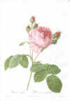 Pierre-Joseph Redouté: Les Roses. 1817-24. Tekst: C.A. Thory.  Faksimileudgave 1978.