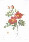 Pierre-Joseph Redouté: Les Roses. 1817-24. Tekst: C.A. Thory.  Faksimileudgave 1978.