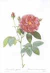 Pierre-Joseph Redouté: Les Roses. 1817-24. Tekst: C.A. Thory.  Faksimileudgave 1978.