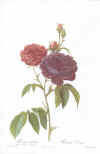 Pierre-Joseph Redouté: Les Roses. 1817-24. Tekst: C.A. Thory.  Faksimileudgave 1978.