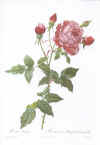 Pierre-Joseph Redouté: Les Roses. 1817-24. Tekst: C.A. Thory.  Faksimileudgave 1978.