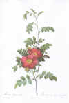 Pierre-Joseph Redouté: Les Roses. 1817-24. Tekst: C.A. Thory.  Faksimileudgave 1978.