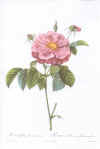 Pierre-Joseph Redouté: Les Roses. 1817-24. Tekst: C.A. Thory.  Faksimileudgave 1978.