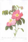 Pierre-Joseph Redouté: Les Roses. 1817-24. Tekst: C.A. Thory.  Faksimileudgave 1978.