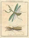 Augustus Iohannes Roesel von Rosenhof (1705-59):  Der ... Insecten-Belustigung ... 1746-61 - fuldendt af C.F.C Kleeman 1792: