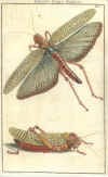 Augustus Iohannes Roesel von Rosenhof (1705-59):  Der ... Insecten-Belustigung ... 1746-61 - fuldendt af C.F.C Kleeman 1792: