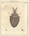 Augustus Iohannes Roesel von Rosenhof (1705-59):  Der ... Insecten-Belustigung ... 1746-61 - fuldendt af C.F.C Kleeman 1792: