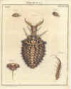 Augustus Iohannes Roesel von Rosenhof (1705-59):  Der ... Insecten-Belustigung ... 1746-61 - fuldendt af C.F.C Kleeman 1792: