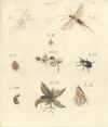 J.C. Schaeffer: Elementa entomologica, 1766