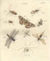 J.C. Schaeffer: Elementa entomologica, 1766