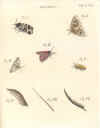 J.C. Schaeffer: Elementa entomologica, 1766