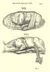 1618  Carlo Ruini: Anatomia del cavallo infermita, et suoi rimedii: opera nuova, degna di quatsivoglia prencipe  Anatomisk korrekt, men spektakulært iscenesat.