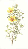 Ellen Willmott:  The genus Rosa. Drawings by Alfred Parsons.  1914