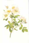 Ellen Willmott:  The genus Rosa. Drawings by Alfred Parsons.  1914