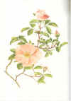 Ellen Willmott:  The genus Rosa. Drawings by Alfred Parsons.  1914