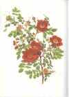 Ellen Willmott:  The genus Rosa. Drawings by Alfred Parsons.  1914