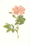 Ellen Willmott:  The genus Rosa. Drawings by Alfred Parsons.  1914