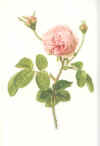 Ellen Willmott:  The genus Rosa. Drawings by Alfred Parsons.  1914