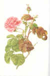 Ellen Willmott:  The genus Rosa. Drawings by Alfred Parsons.  1914