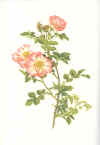 Ellen Willmott:  The genus Rosa. Drawings by Alfred Parsons.  1914