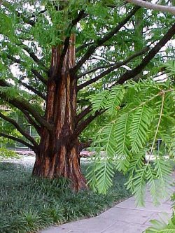 vandgranen Metasequoia glyptostroboides