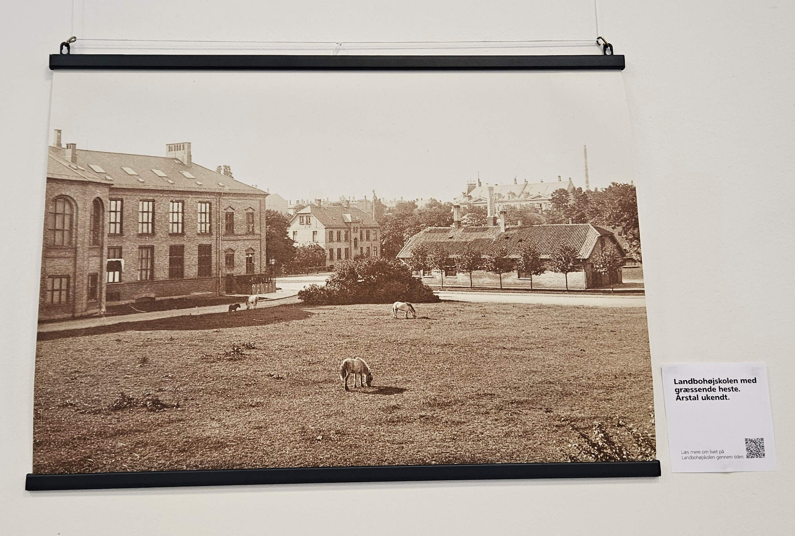 Heste går frit på Landbohøskolen Arstal ukendt
