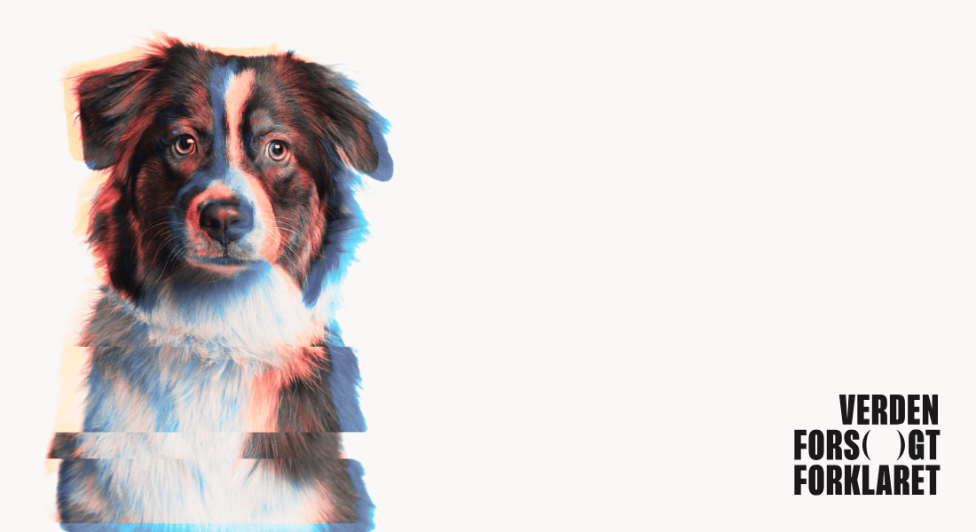 Hunden som menneskets bedste ven